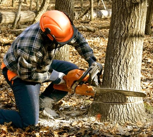 Tree Removal in Rock Hall, MD